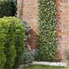 LEMON LEAF WILLOW TRELLIS 180 X 60 CM