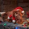 SG Merry Mammoth