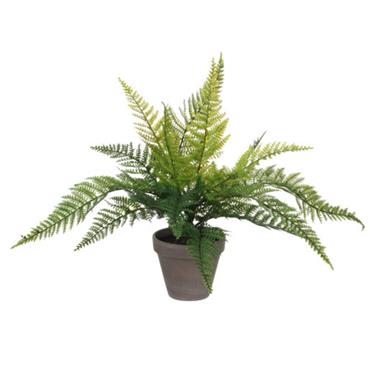 Fern green in pot Stan grey d11,5cm - h40xd36cm