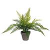 Fern green in pot Stan grey d11,5cm - h40xd36cm