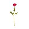 Ranunculus fuchsia - 156cm