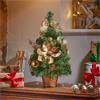 Golden Fir, 50cm