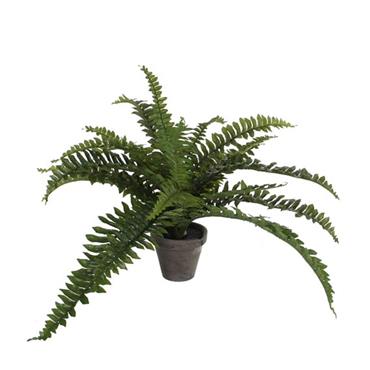Boston fern green in pot Stan grey d11,5cm - h35xd45cm