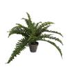 Boston fern green in pot Stan grey d11,5cm - h35xd45cm