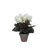 Cyclamen white in pot Stan grey d11,5cm - h30xd30cm