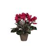 Cyclamen d. pink in pot Stan grey d11,5cm - h30xd30cm