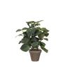 Pilea green in pot Stan grey d11,5cm - h35xd25cm