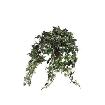 Ivy green variegated in pot Stan grey d11,5cm - l45xw25xh25cm