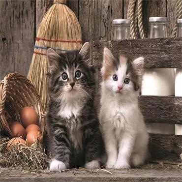 Lovely Kittens - 1000 Pieces