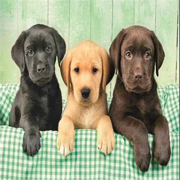 Three Labs  - 1000 Pieces