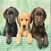 Three Labs  - 1000 Pieces