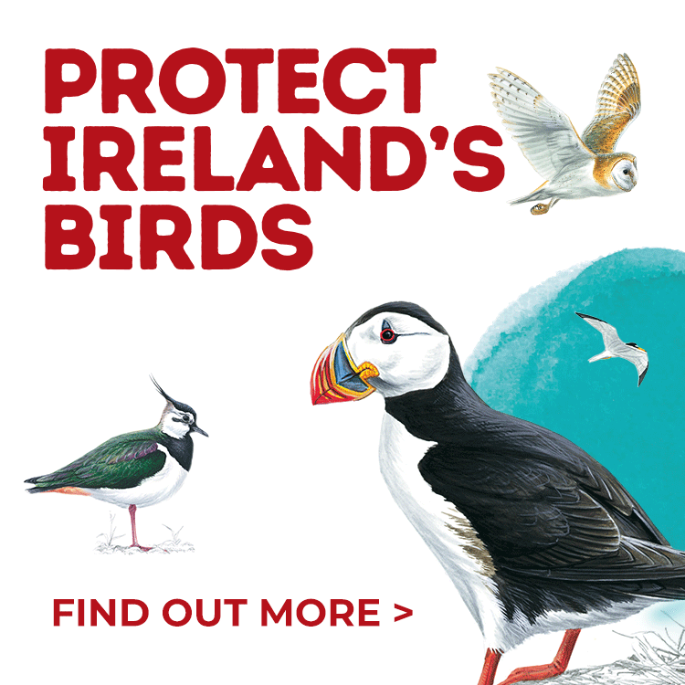Protect Ireland's birds. Find out more.