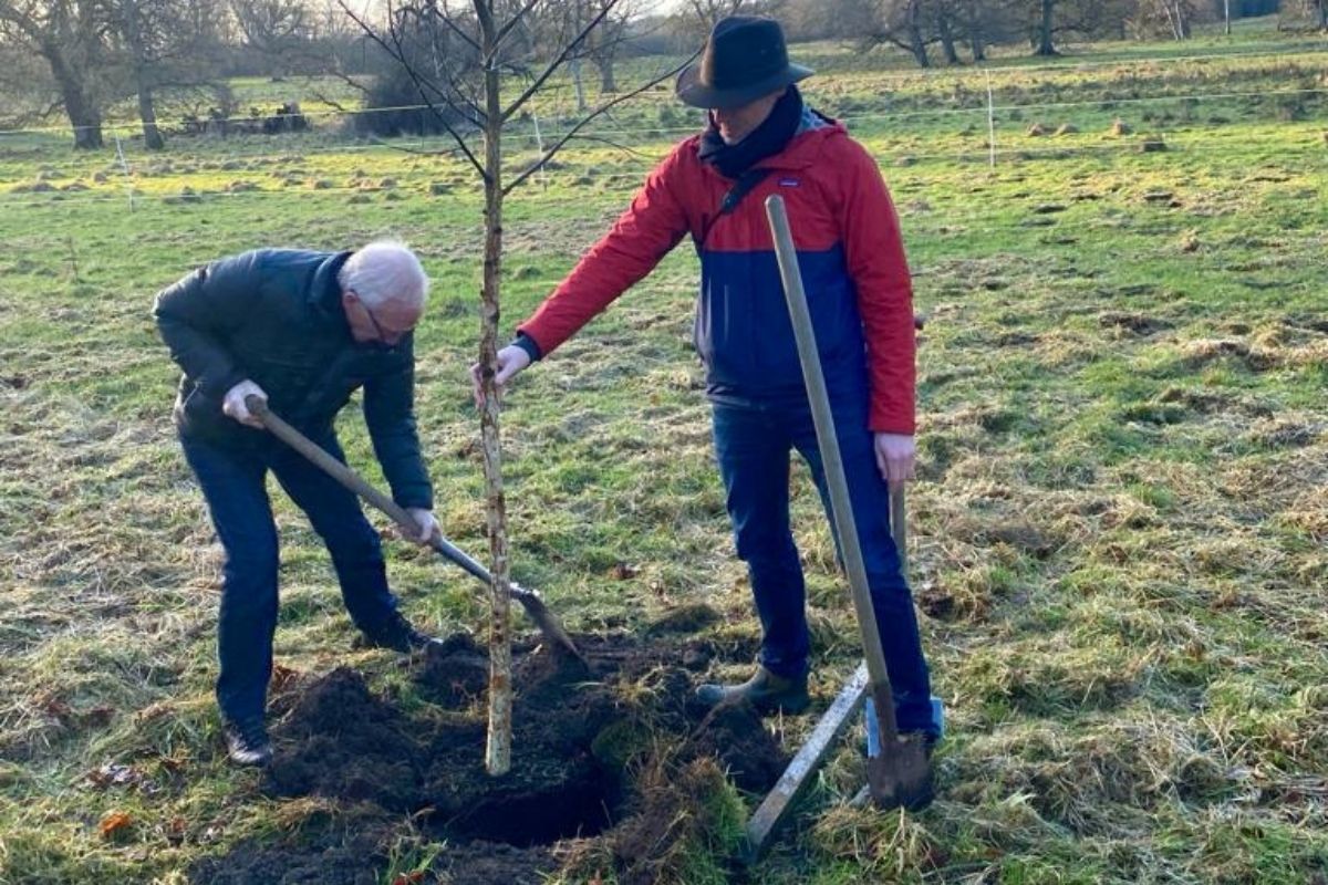 Rewilding with Irish Trees