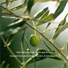UltraPure Olive Oil 100ml