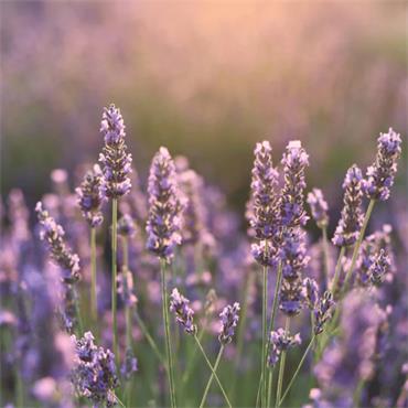 UltraPure Lavender Essential Oil - 10Ml