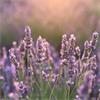 UltraPure Lavender Essential Oil - 10Ml