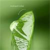UltraPure Aloe Vera Gel 200ml