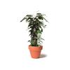 2717 Green AquaSolo Watering Cone for Medium 16in Pots