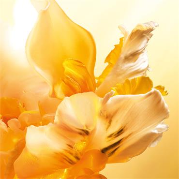 JADORE EDT ROLLER PEARL 20ML