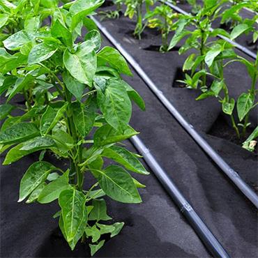 Weed Control Fabric 2m X 50m