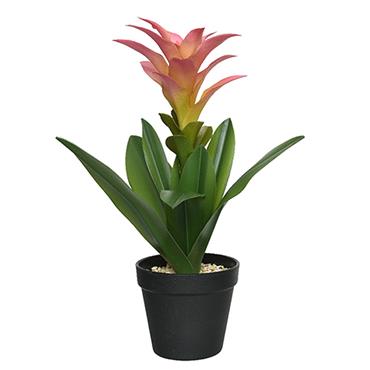 Bromeliad In Pot Pink 40cm