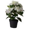 Hydrangea In Pot 24cm White