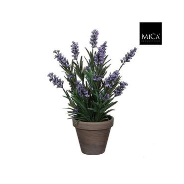 Mica Lavender Blue In Pot 33cm