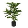 Rubber Plant In Pot
