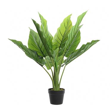 Strelitzia In Pot Plastic Green