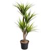 Dragon Tree 105cm