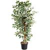 Weeping Fig Tree 130cm