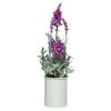Lavender In Pot 26cm