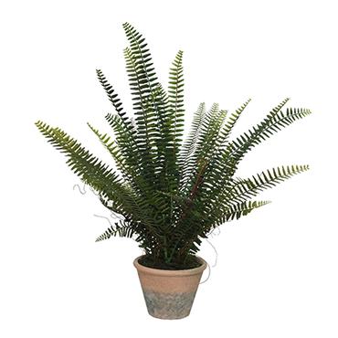 Fern In Pot 60cm