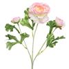 Ranunculus On Stem Pink