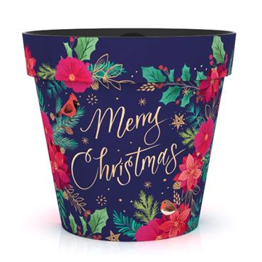 Christmas 15cm Pot Blue Poinsettia