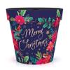 Christmas 15cm Pot Blue Poinsettia