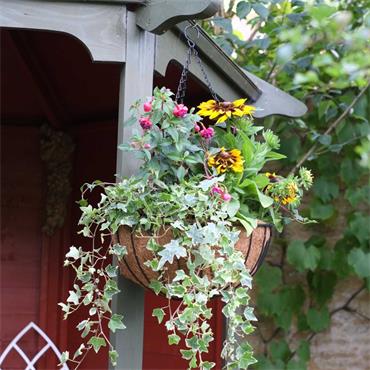 SG 12'' Hanging Basket