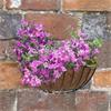 Wall Basket 16"