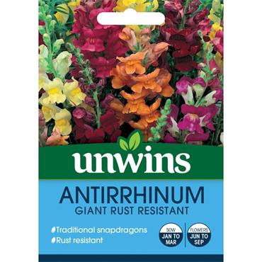 Unwins Giant Antirrhinum Flower