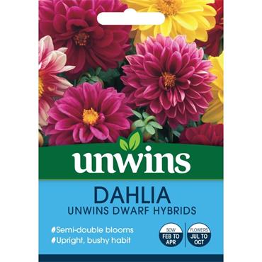 Unwins Dahlia Dwarf Hybrids Flower