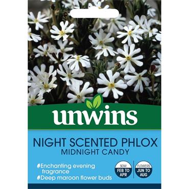 Unwins Night Phlox Midnight Candy