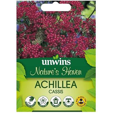 Unwins Achillea Cassis
