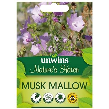 Unwins Musk Mallow