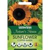 Unwins Sunflower Copper Queen