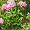 Smart Garden - Gro-Cone 25cm with 55cm Legs