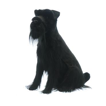 Black Sitting Schnauzer Dog 54cm