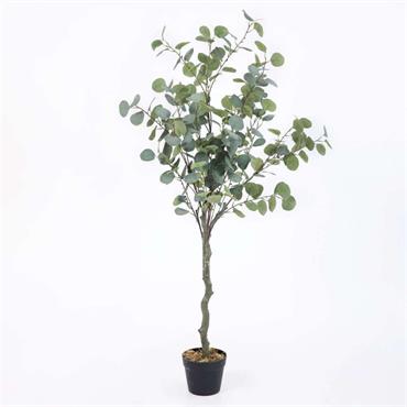 EUCALYPTUS TREE IN BLACK POT H130CM