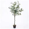 EUCALYPTUS TREE IN BLACK POT H130CM