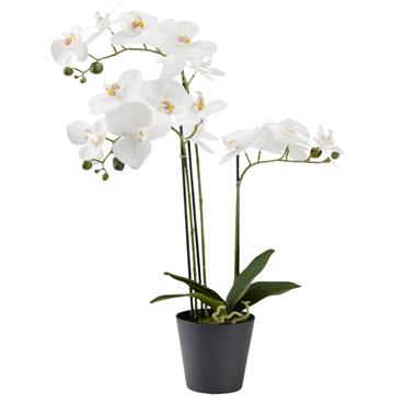 ORCHID FLOWER WHITE IN BLACK POT 66CM