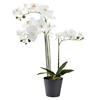 ORCHID FLOWER WHITE IN BLACK POT 66CM